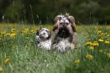 SHIH TZU 250